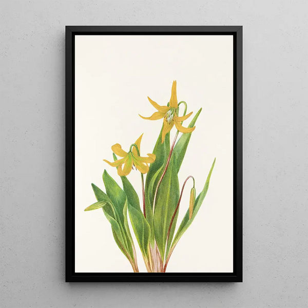 Erythrone with large flowers Erythronium grandiflorum - Mary Vaux Walcott — framed artwork on a wall