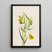 Lantern fairy gold Calochortus amabilis - Mary Vaux Walcott — framed artwork on a wall