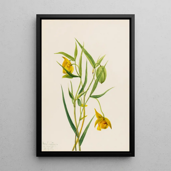 Lantern fairy gold Calochortus amabilis - Mary Vaux Walcott — framed artwork on a wall