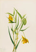 Lantern fairy gold Calochortus amabilis - Mary Vaux Walcott — artwork view