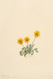 Vergerette dorée Erigeron aureus - Mary Vaux Walcott — artwork view