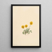Vergerette dorée Erigeron aureus - Mary Vaux Walcott — framed artwork on a wall