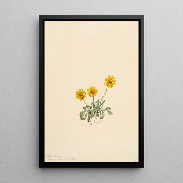 Vergerette dorée Erigeron aureus - Mary Vaux Walcott — framed artwork on a wall