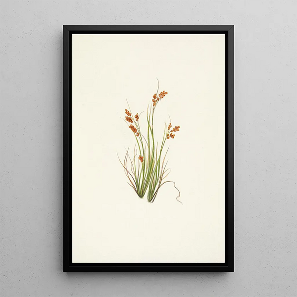 Laîche dorée Carex aurea - Mary Vaux Walcott — framed artwork on a wall