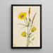 Calice doré Mariposa Calochortus claratus - Mary Vaux Walcott — framed artwork on a wall