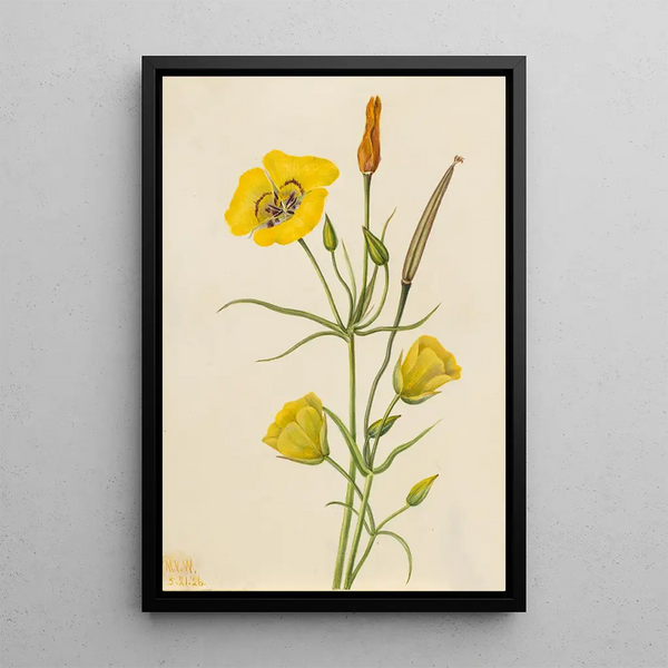 Calice doré Mariposa Calochortus claratus - Mary Vaux Walcott — framed artwork on a wall