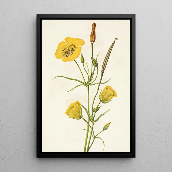 Calice doré Mariposa Calochortus clavatus - Mary Vaux Walcott — framed artwork on a wall