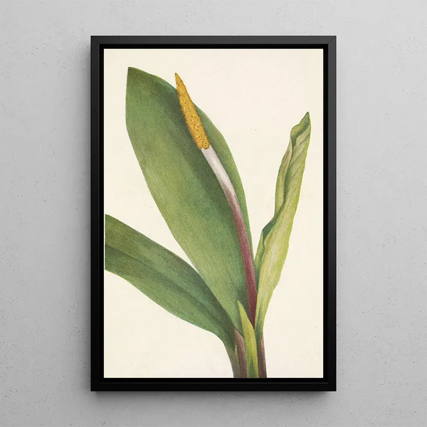 Water Lily Painting - Mary Vaux Walcott — framed artwork on a wall