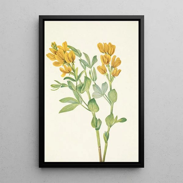 Pois doré Thermopsis rhombifolia - Mary Vaux Walcott — framed artwork on a wall