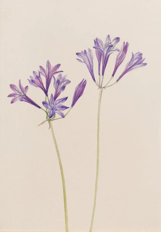 Mary Vaux Walcott - Grass Nut Brodiaea laxa.webp