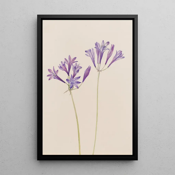 Noix d'herbe Brodiaea laxa - Mary Vaux Walcott — framed artwork on a wall