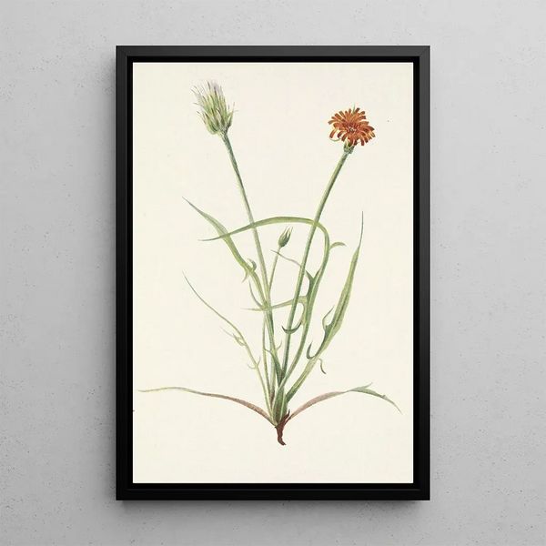Agoséris with grass leaves Agoseris graminiflolia - Mary Vaux Walcott — framed artwork on a wall