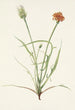 Agoséris with grass leaves Agoseris graminiflolia - Mary Vaux Walcott — artwork view