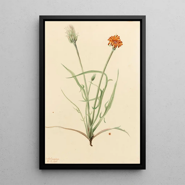 Agoséris with grass leaves Agoseris graminifolia - Mary Vaux Walcott — framed artwork on a wall