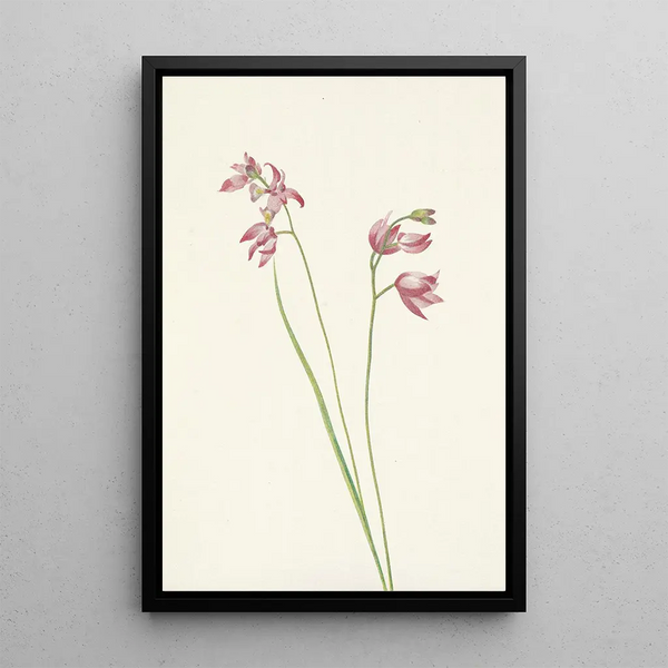 Orchidée rose des prés Limodorum tuberosum - Mary Vaux Walcott — framed artwork on a wall