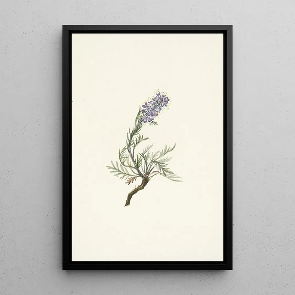 Phacélie grise Phacelia sericea - Mary Vaux Walcott — framed artwork on a wall