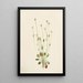 Senecio gris Senecio canus - Mary Vaux Walcott — framed artwork on a wall
