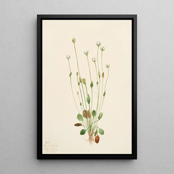 Senecio gris Senecio canus - Mary Vaux Walcott — framed artwork on a wall