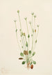 Senecio gris Senecio canus - Mary Vaux Walcott — artwork view