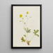 Potentilla à feuilles grises Potentilla glaucophylla - Mary Vaux Walcott — framed artwork on a wall
