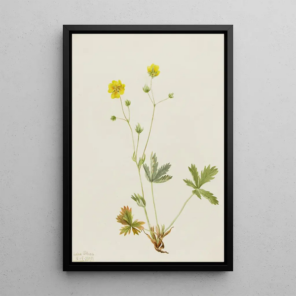 Potentilla à feuilles grises Potentilla glaucophylla - Mary Vaux Walcott — framed artwork on a wall