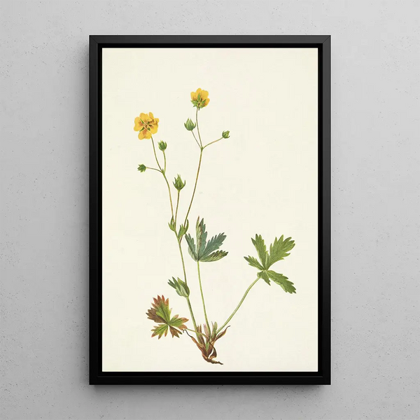 Potentille à feuilles grises Rotentilla glaucophylla - Mary Vaux Walcott — framed artwork on a wall