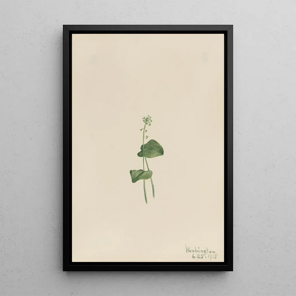 Malaxis with single leaf - Mary Vaux Walcott — framed artwork on a wall