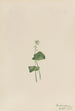 Malaxis with single leaf - Mary Vaux Walcott — artwork view
