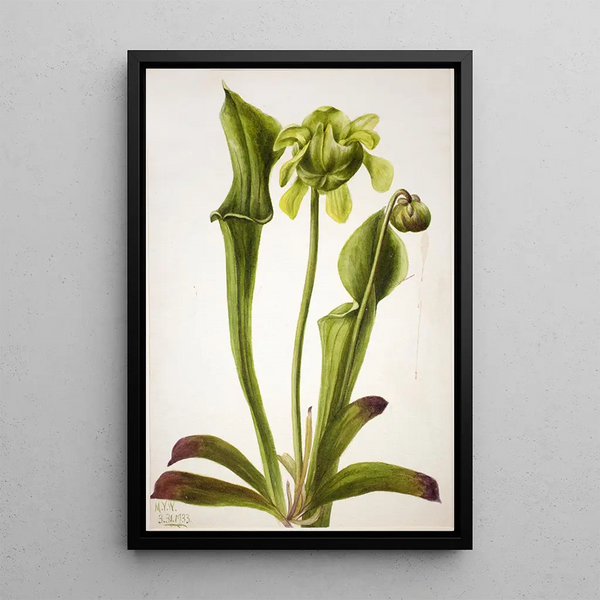 Sarracénie verte Sarracenia orephila - Mary Vaux Walcott — framed artwork on a wall
