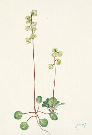 Mary Vaux Walcott - Green Pyrola Pyrola chlorantha.webp