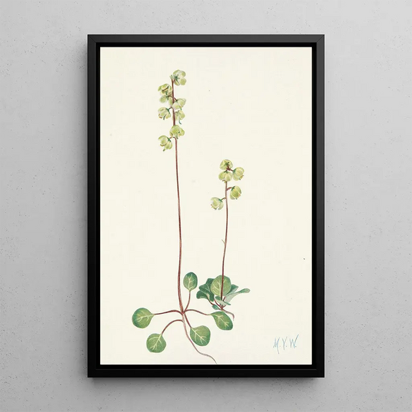 Pyrole verte Pyrola chlorantha - Mary Vaux Walcott — framed artwork on a wall