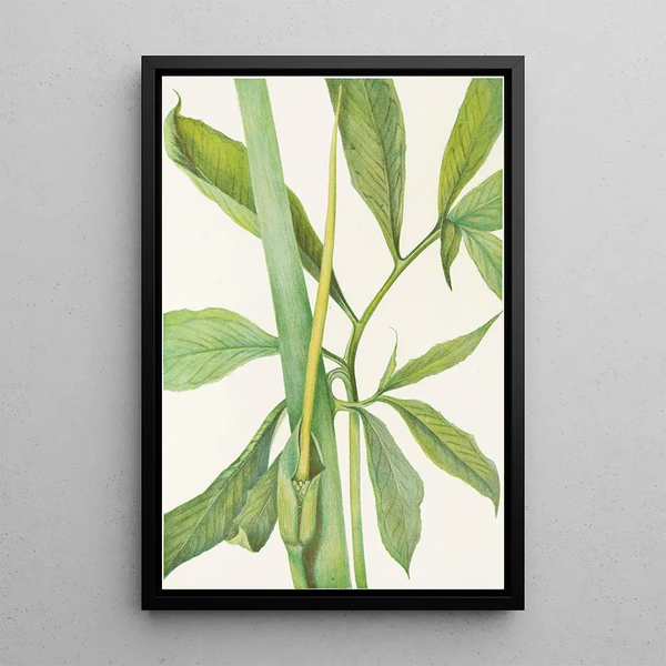 Dragon vert Arisaema dracontium - Mary Vaux Walcott — framed artwork on a wall