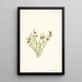 Airelle des bois Vaccinium scoparium - Mary Vaux Walcott — framed artwork on a wall