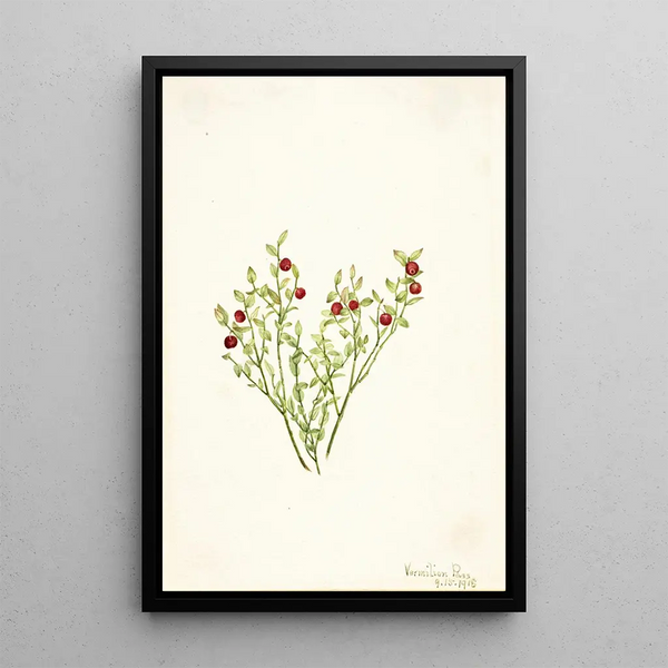 Airelle des bois Vaccinium scoparium - Mary Vaux Walcott — framed artwork on a wall