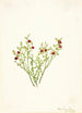 Airelle des bois Vaccinium scoparium - Mary Vaux Walcott — artwork view