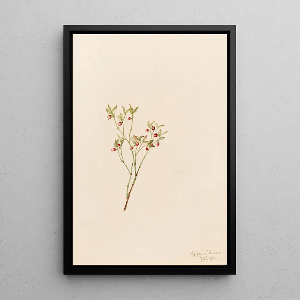 Airelle des bois Vaccinium scoparium - Mary Vaux Walcott — framed artwork on a wall