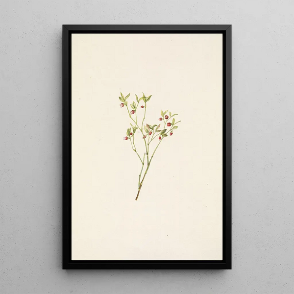 the Forest Cranberry Flower (Vaccinium scoparium) - Mary Vaux Walcott — framed artwork on a wall