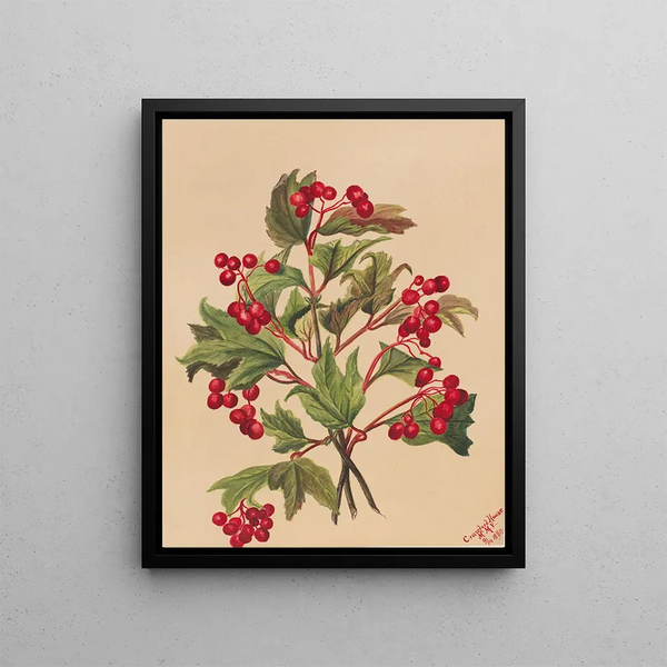 American Viburnum Painting - Mary Vaux Walcott — framed artwork on a wall