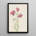 Phlox velu Phlox amoena - Mary Vaux Walcott — framed artwork on a wall