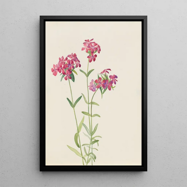 Phlox velu Phlox amoena - Mary Vaux Walcott — framed artwork on a wall