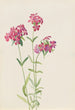 Phlox velu Phlox amoena - Mary Vaux Walcott — artwork view