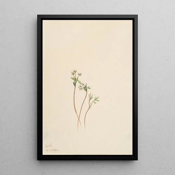 Messenger of Spring Erigenia bulbosa - Mary Vaux Walcott — framed artwork on a wall