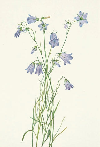 Mary Vaux Walcott - Harebell Campanula rotundifolia.webp