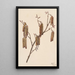 Aulne coudrier Alnus regosa - Mary Vaux Walcott — framed artwork on a wall