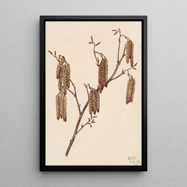 Aulne coudrier Alnus regosa - Mary Vaux Walcott — framed artwork on a wall