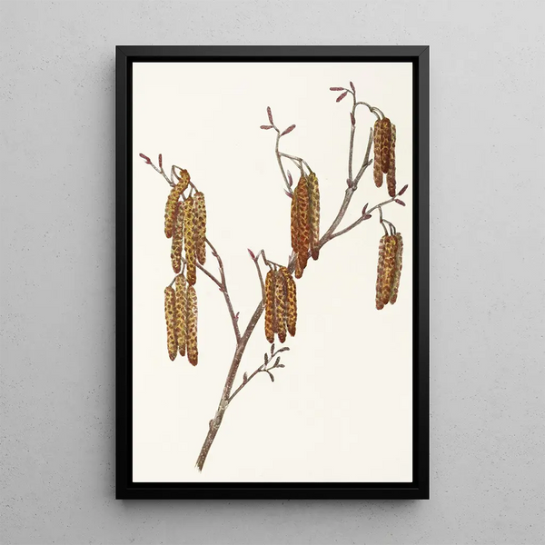 Aulne coudrier Alnus rugosa - Mary Vaux Walcott — framed artwork on a wall