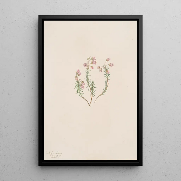 Bruyère Phyllodoce intermedia - Mary Vaux Walcott — framed artwork on a wall