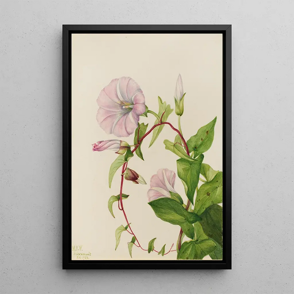 Honeysuckle of the hedgerows Calystegia Convolvulus sepium - Mary Vaux Walcott — framed artwork on a wall