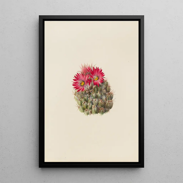 Cactus Hedgehog Coryphantha arizonica - Mary Vaux Walcott — framed artwork on a wall