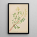 Hedysarum Hedysarum sulphurescens - Mary Vaux Walcott — framed artwork on a wall